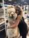 Large Huggable Alpaca
