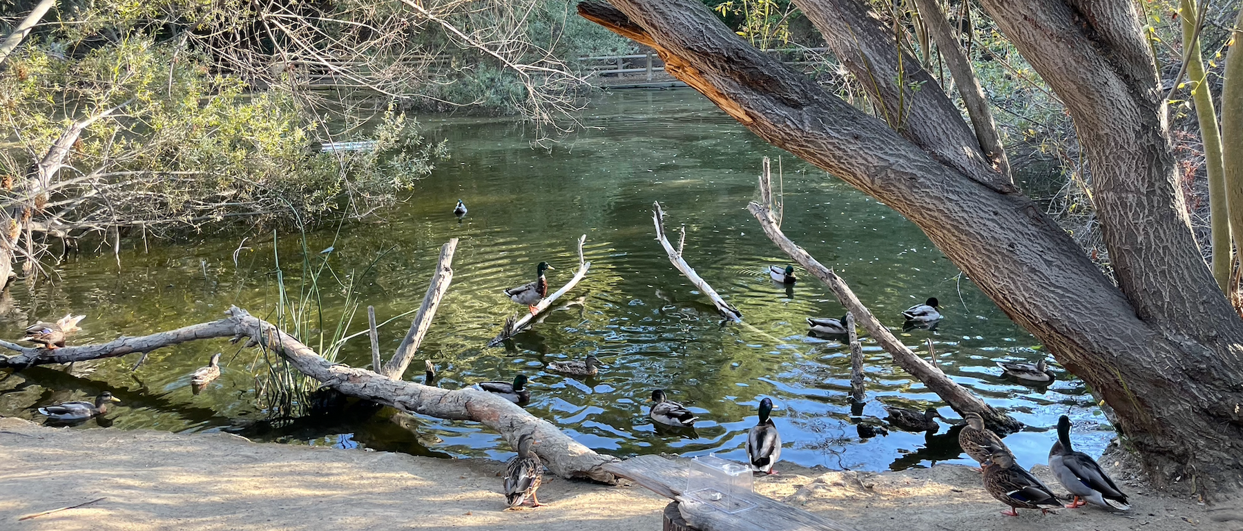 Mallard ducks gathered at Duck Pond Franklin Canyon Park