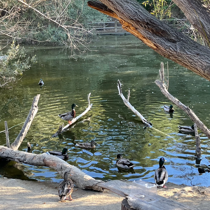 Mallard ducks gathered at Duck Pond Franklin Canyon Park