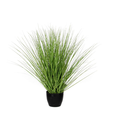 Grass Green In Plastic Pot