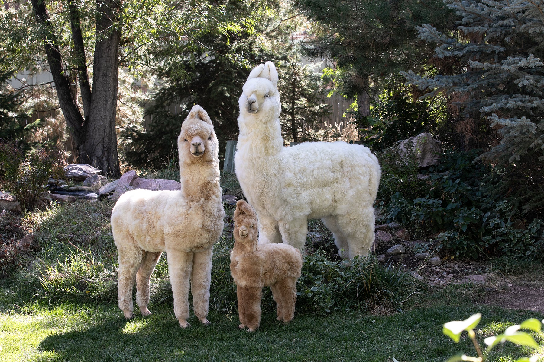 Large Huggable Alpaca